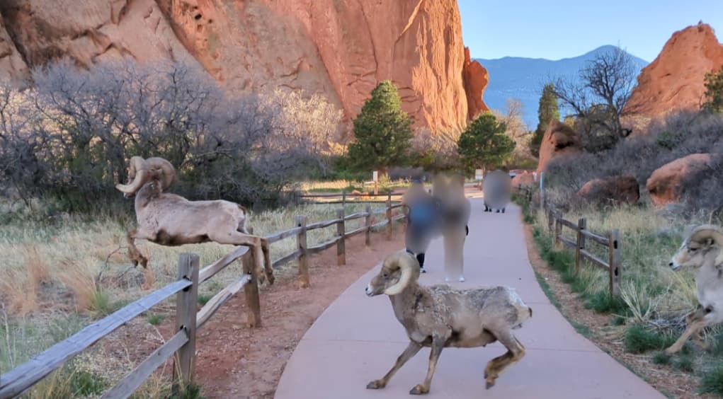 Garden Of The Gods で遭遇した Rocky Mountain Bighorn Sheep が目の前を横切る様子