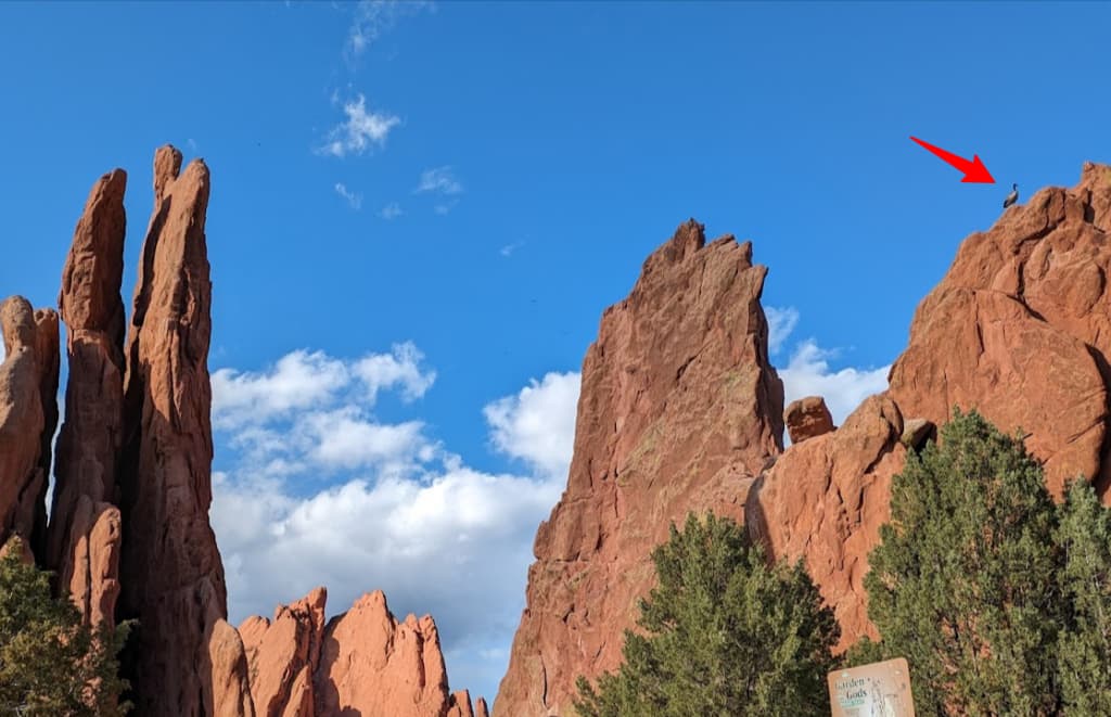 Garden Of The Gods で見かけたグース