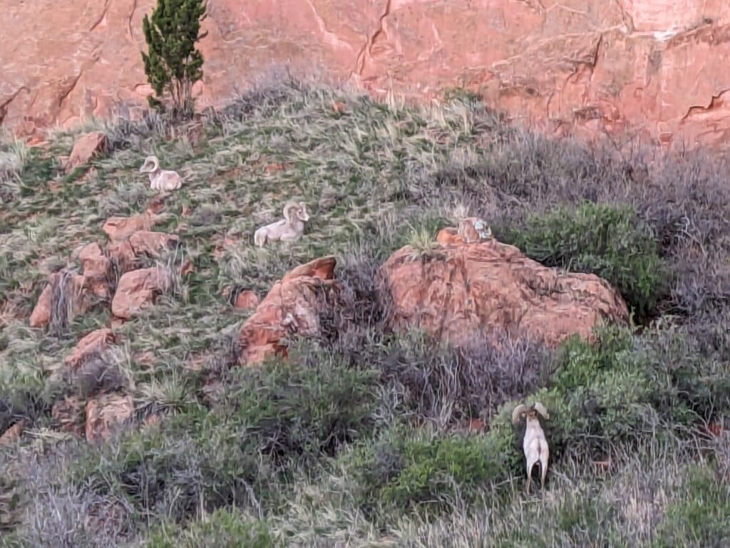 Garden Of The Gods で遭遇した Rocky Mountain Bighorn Sheep の群れ