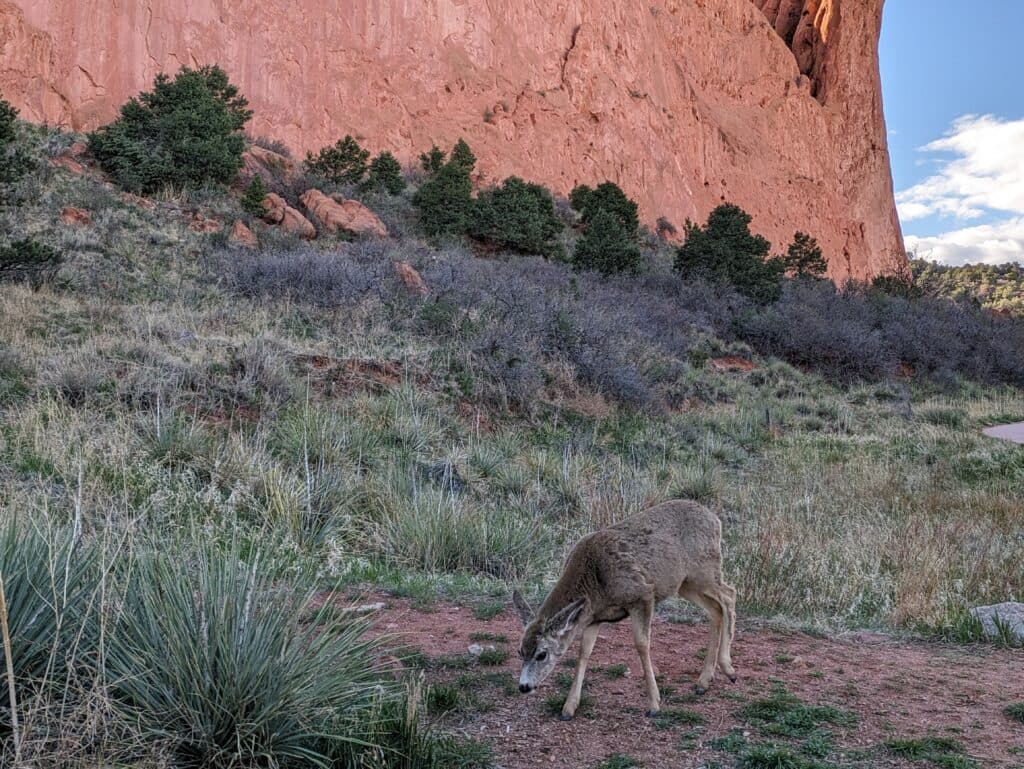 Garden Of The Gods で遭遇した鹿